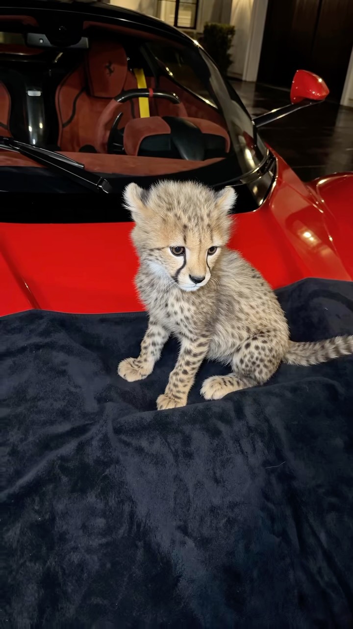 Cover of CorrBTC’s Instagram reel featuring a cub beside a red car